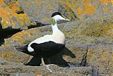 Common Eider